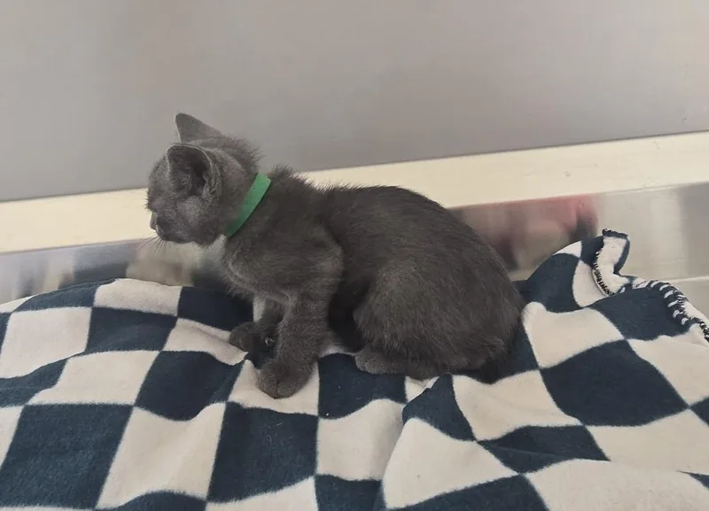 A baby small-sized male Domestic Short Hair cat named Ezra for adoption in Dickson, TN