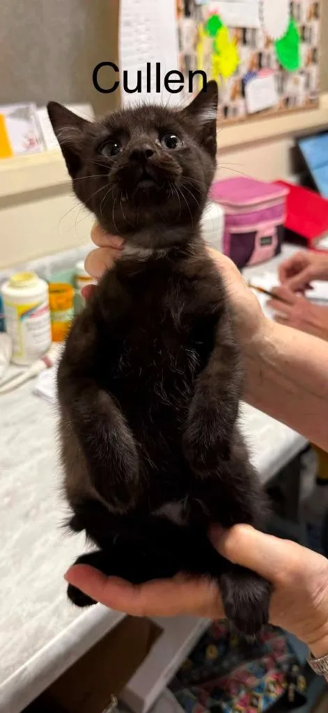 A baby small-sized male Domestic Short Hair cat named Cullen for adoption in Plattsburgh, NY