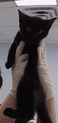A baby small-sized male Domestic Short Hair cat named Collin for adoption in Charlotte, NC