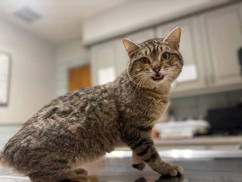 A young small-sized male Domestic Short Hair cat named Bob Ms for adoption in Gorham, ME