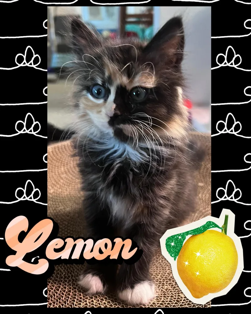 Lemon thumbnail 3