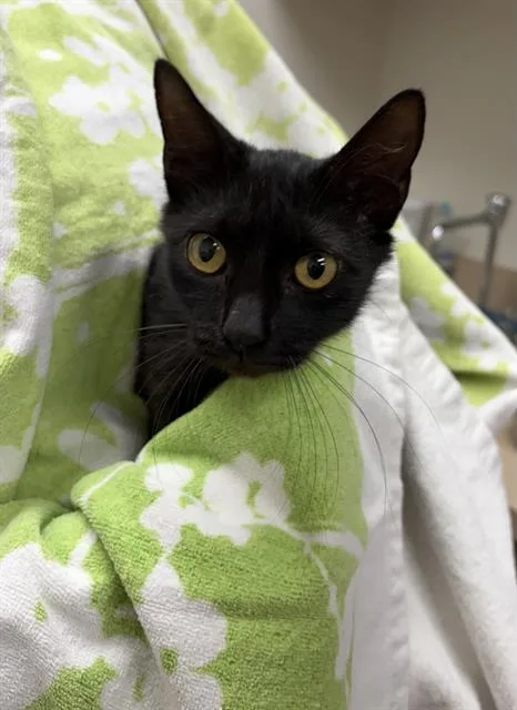 A young medium-sized female Domestic Short Hair cat named Winnie for adoption in Rosenberg, TX
