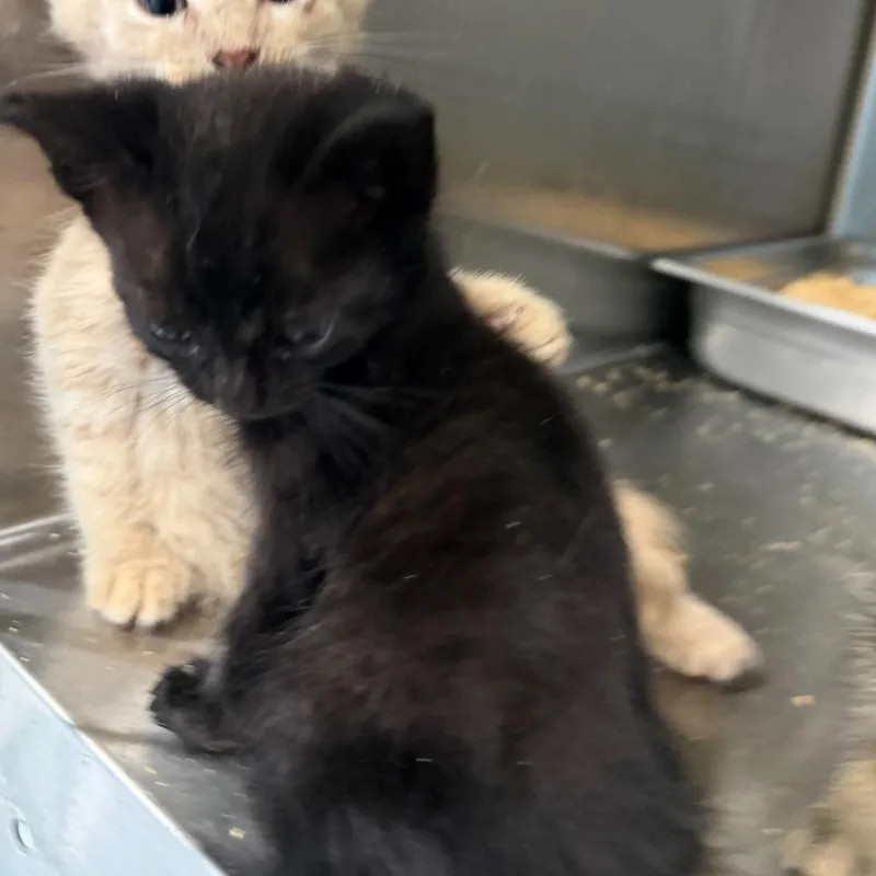 A baby small-sized male American Shorthair cat named Mocha for adoption in Glen Rose, TX