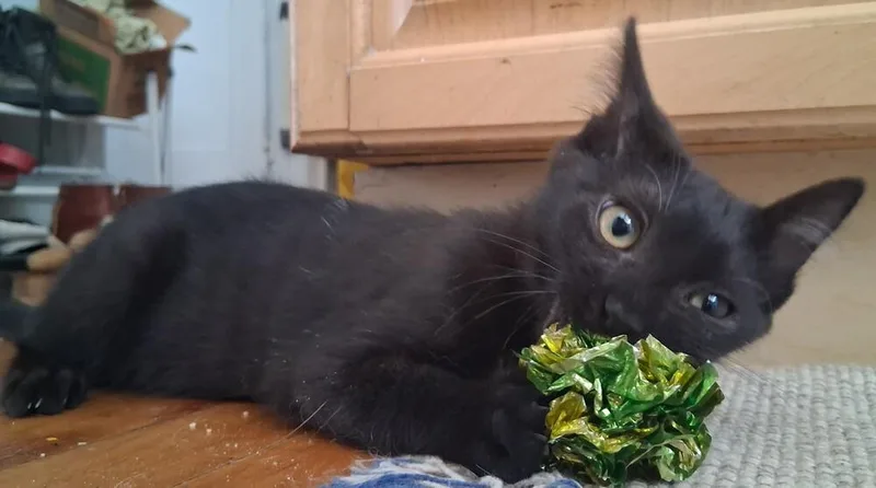 A baby small-sized female Domestic Short Hair cat named Harriet for adoption in Chicago, IL
