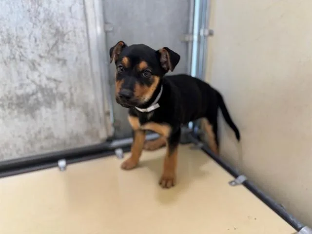 A baby small-sized male Rottweiler dog named Gunther for adoption in Lancaster, CA