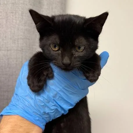 A baby small-sized female Black Domestic Short Hair cat named Stonks for adoption in Hattiesburg, MS