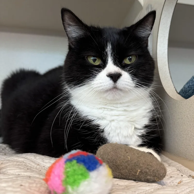 A senior large-sized female Black & White / Tuxedo Domestic Short Hair cat named Oreo Tinktink for adoption in Eatontown, NJ