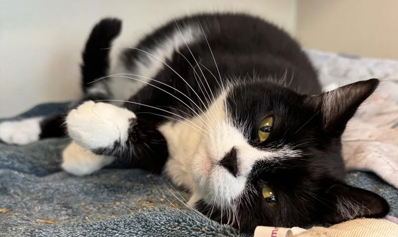 Oreo Tinktink thumbnail 4