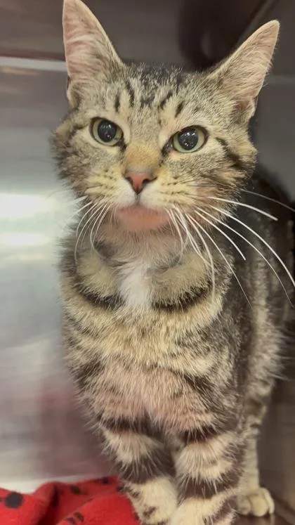 A young medium-sized male Tabby (Brown / Chocolate) Domestic Short Hair cat named Chuck for adoption in Lafayette, IN