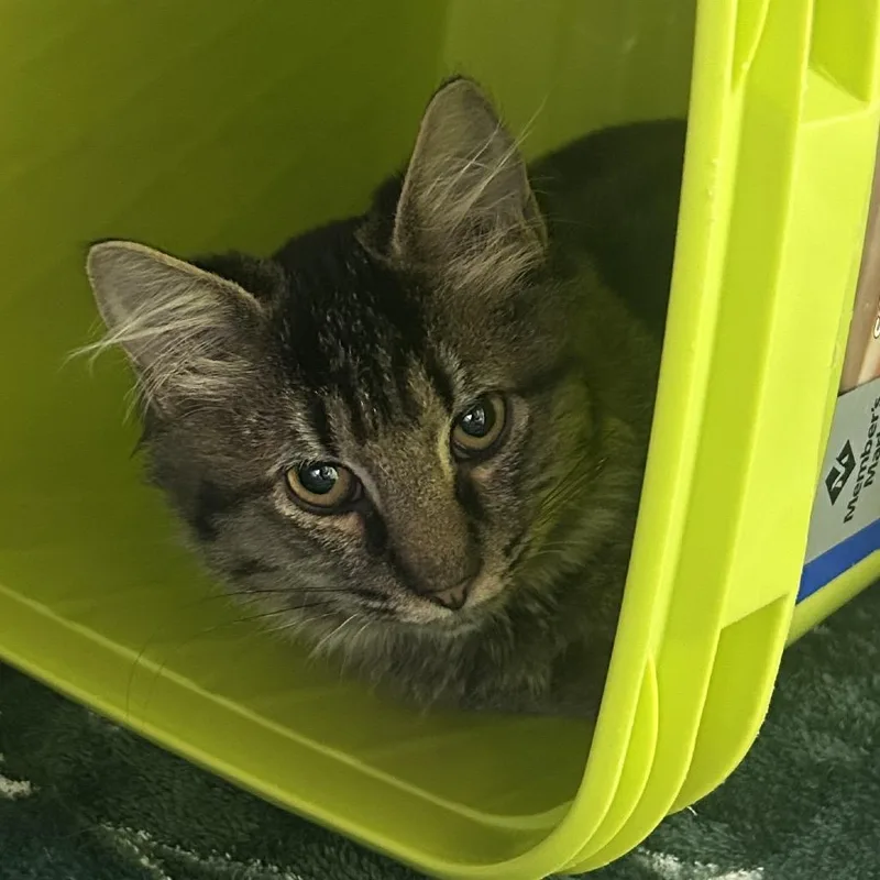 A baby small-sized male Domestic Medium Hair cat named Blueberry for adoption in Emporia, KS