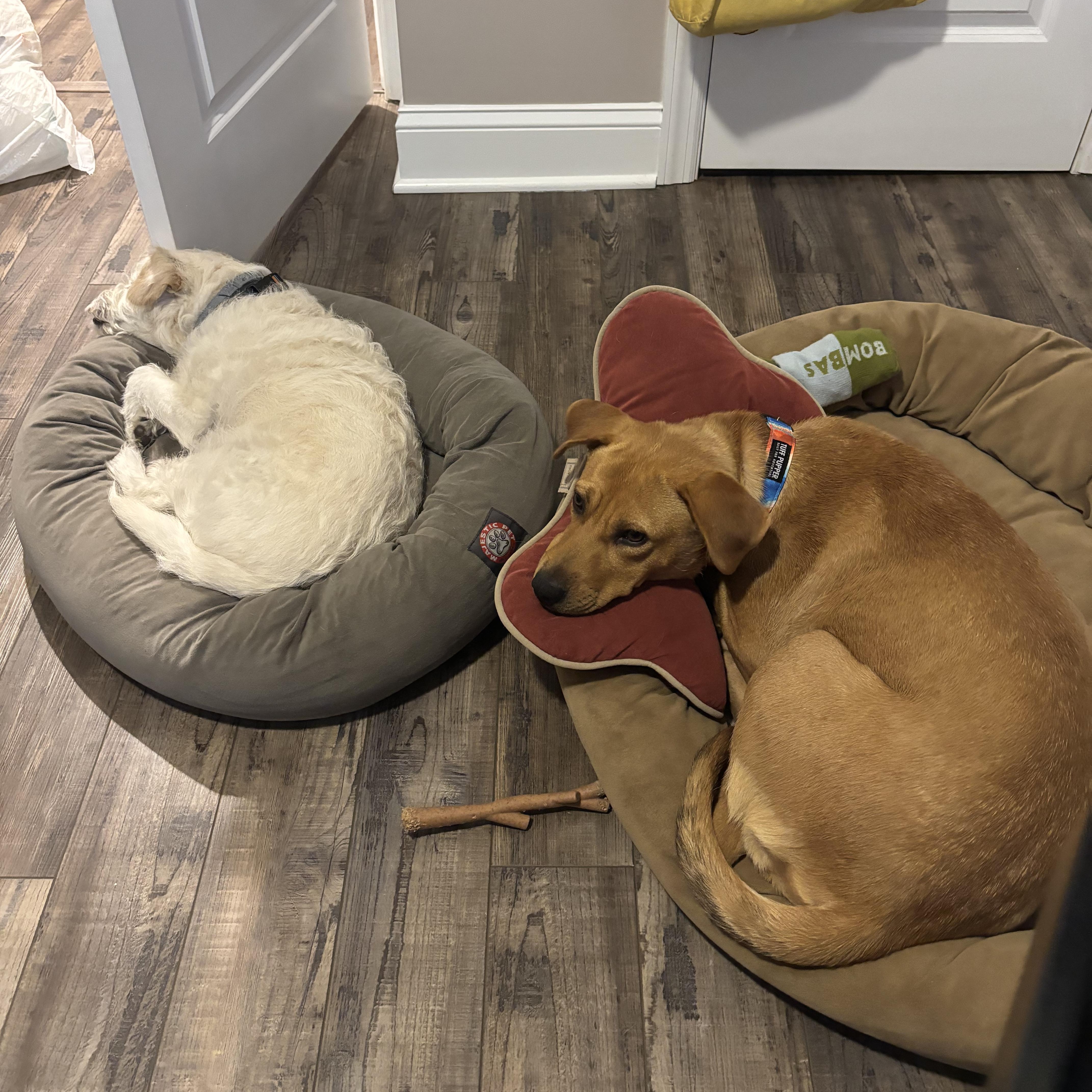 A young medium-sized female Mountain Cur dog named Shiloh for adoption in Mount Royal, NJ