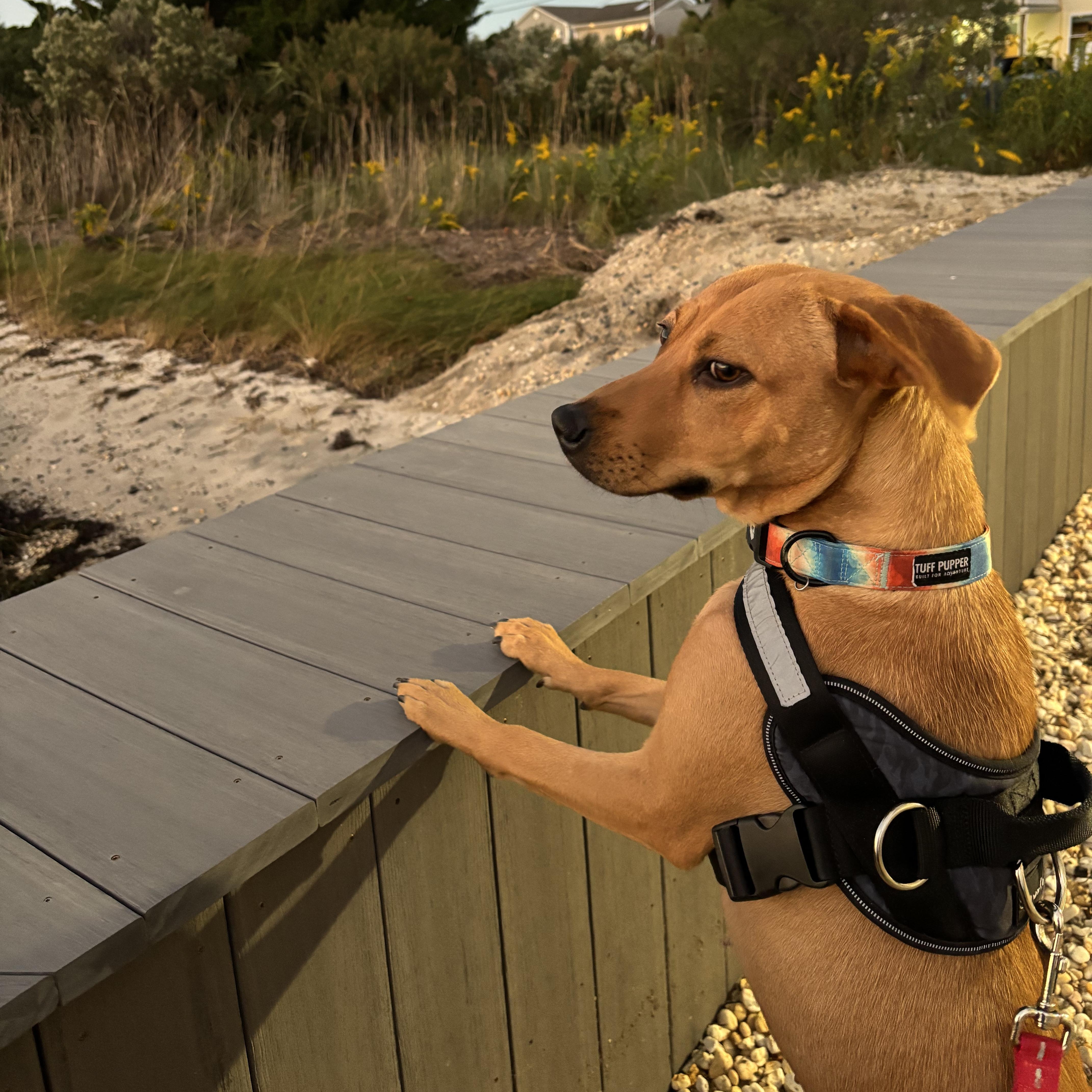 Shiloh thumbnail 3