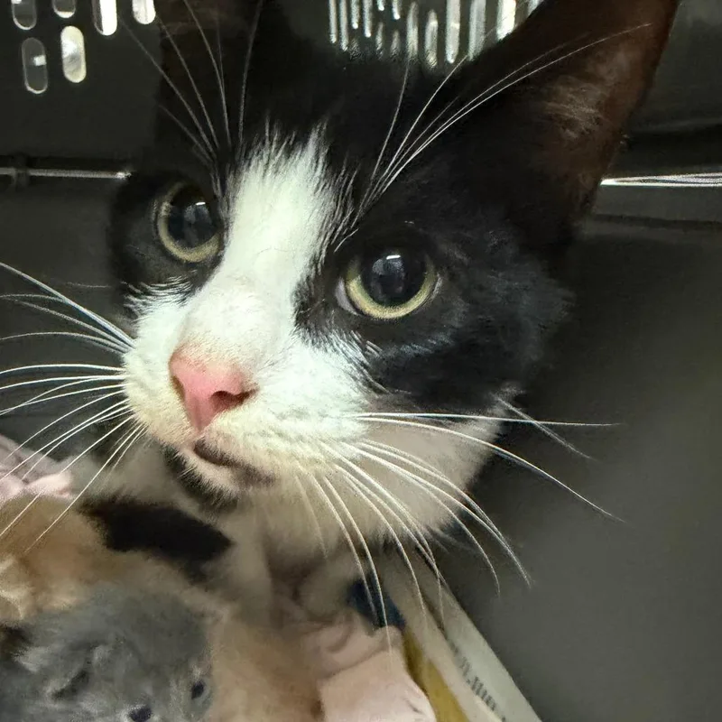 An adult medium-sized female Black Domestic Short Hair cat named Missy for adoption in Ardmore, OK