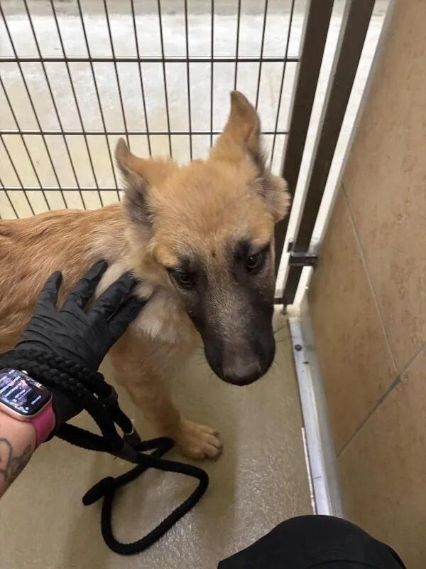 A young medium-sized female Golden Mixed Breed dog named Ivory for adoption in Hobbs, NM