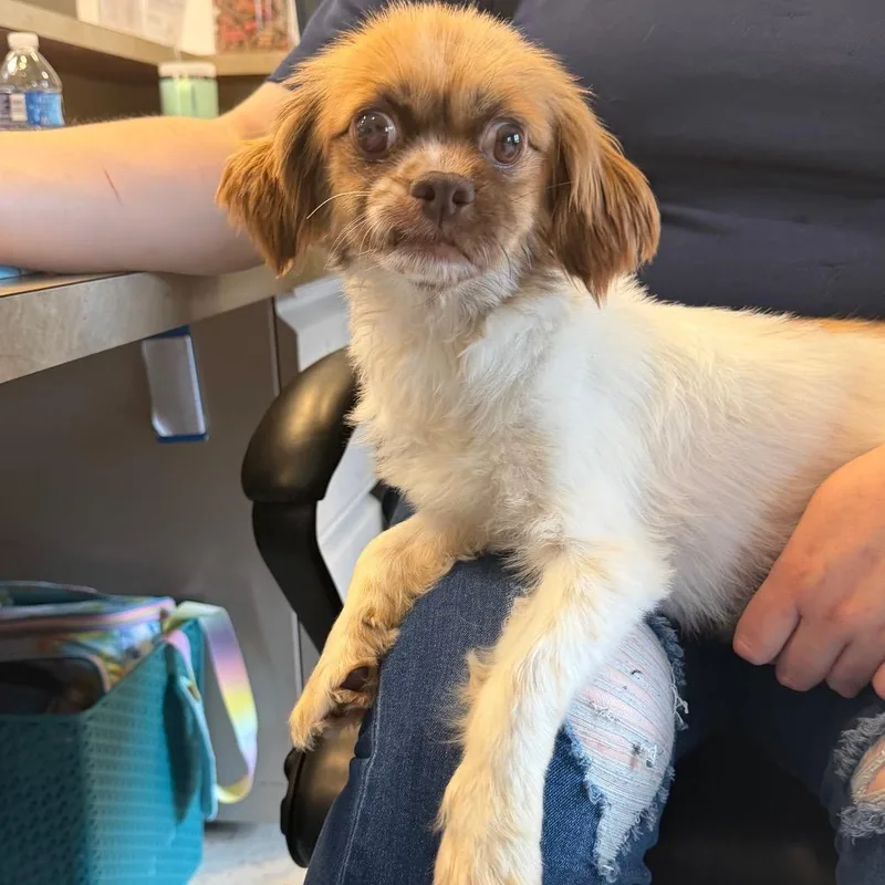 A senior small-sized male Yellow / Tan / Blond / Fawn Pekingese dog named S for adoption in Newark, NJ
