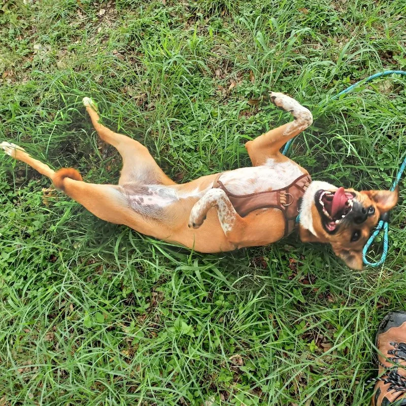An adult small-sized female Red / Chestnut / Orange Catahoula Leopard Dog dog named Ahsoka for adoption in Colorado Springs, CO