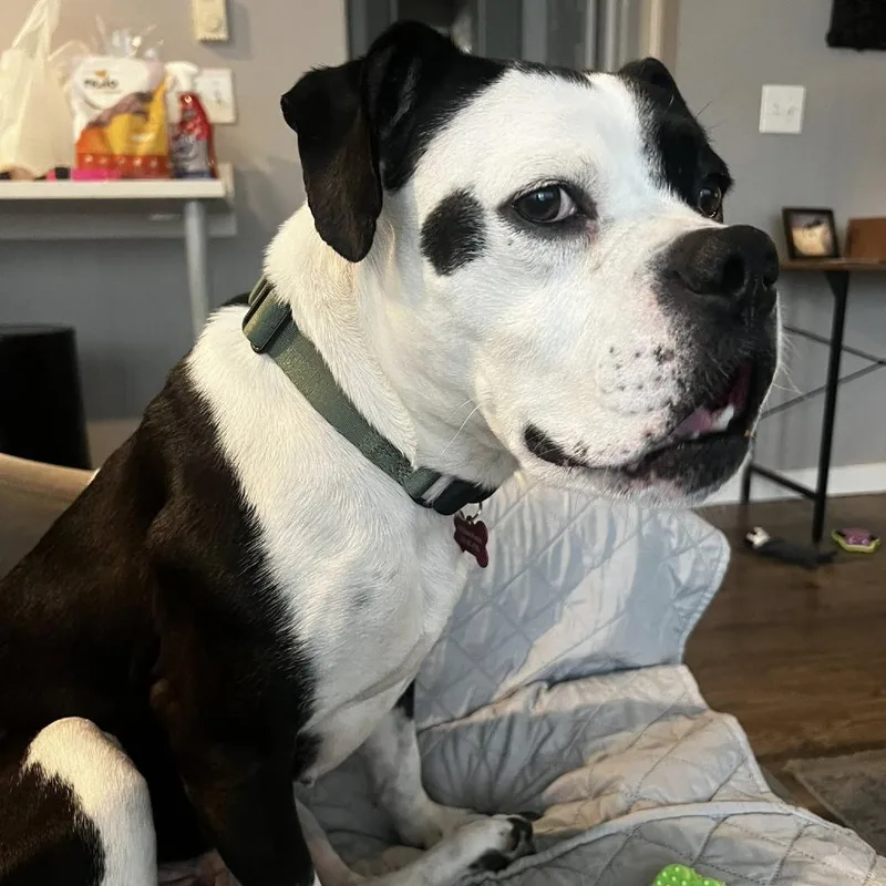 An adult small-sized female White / Cream Boxer dog named Panda for adoption in McMinnville, OR