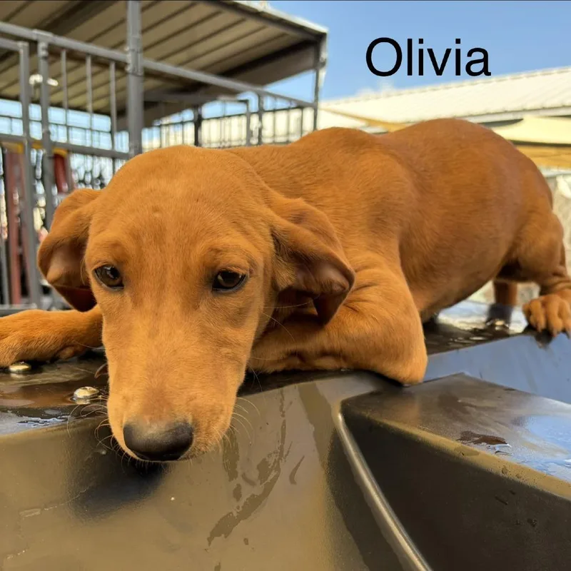 A baby medium-sized female Yellow / Tan / Blond / Fawn Labrador Retriever dog named Olivia for adoption in Austin, TX