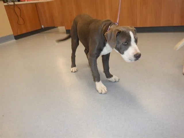 A young medium-sized male Pit Bull Terrier dog named Huell for adoption in San Jose, CA