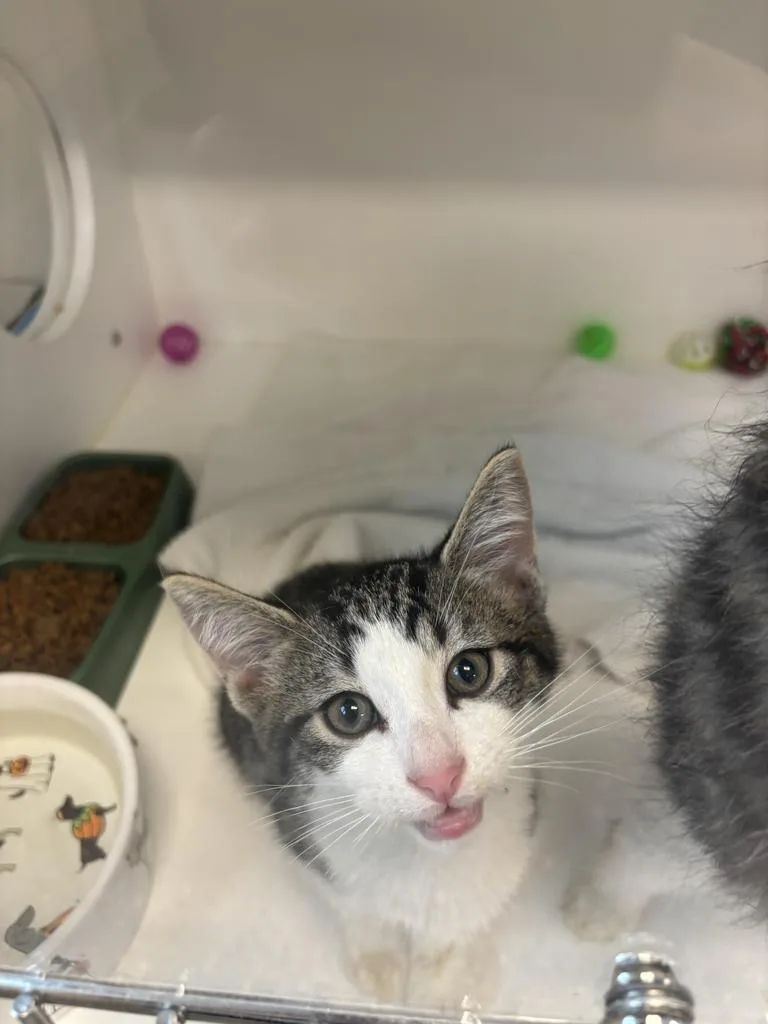 A baby large-sized male Domestic Short Hair cat named Dodger for adoption in Greenfield, IN