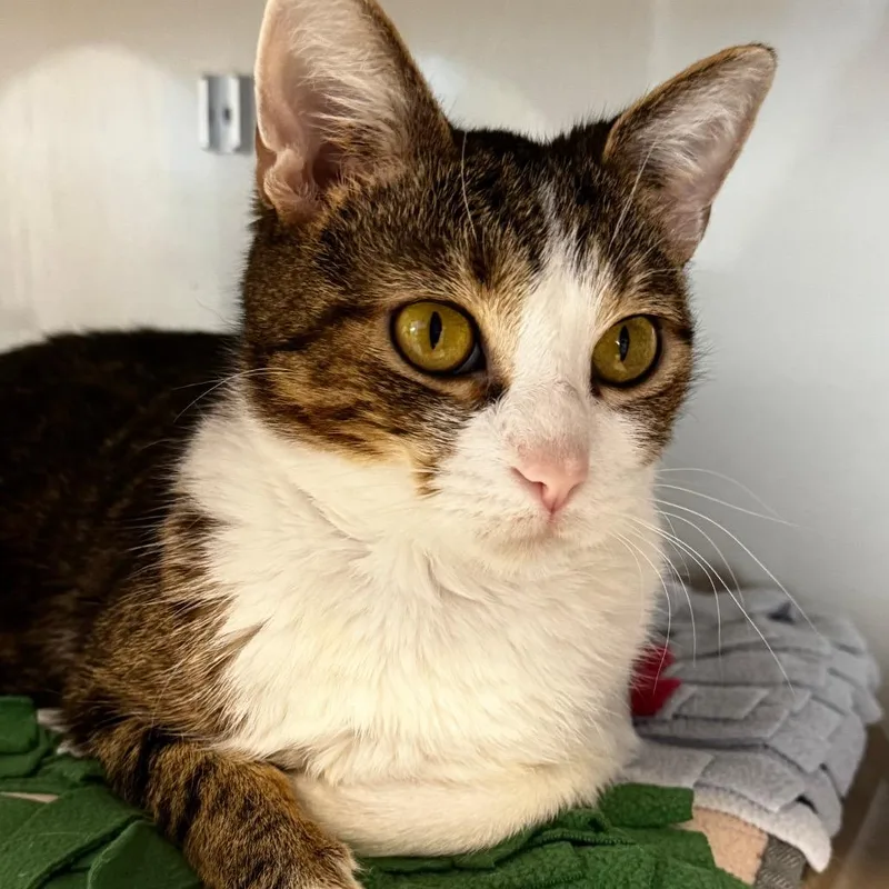 A young medium-sized female Brown / Chocolate Domestic Short Hair cat named Tiddly for adoption in Wheeling, IL