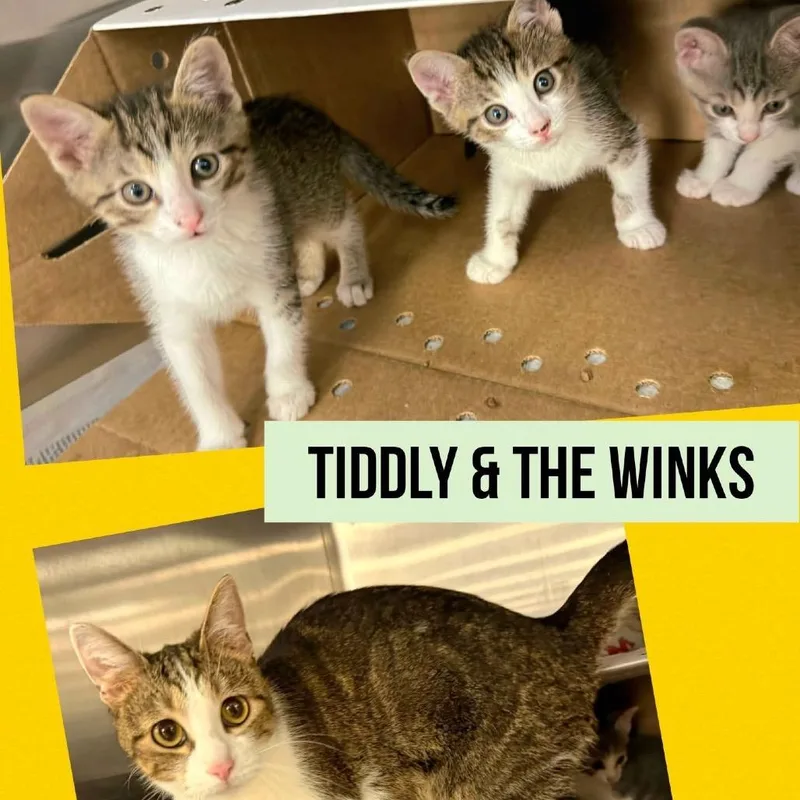Tiddly thumbnail 3