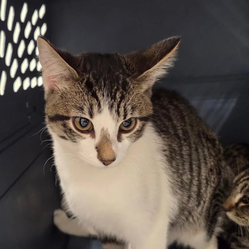 A baby small-sized male Gray / Blue / Silver Domestic Short Hair cat named Cookie for adoption in Chattanooga, TN