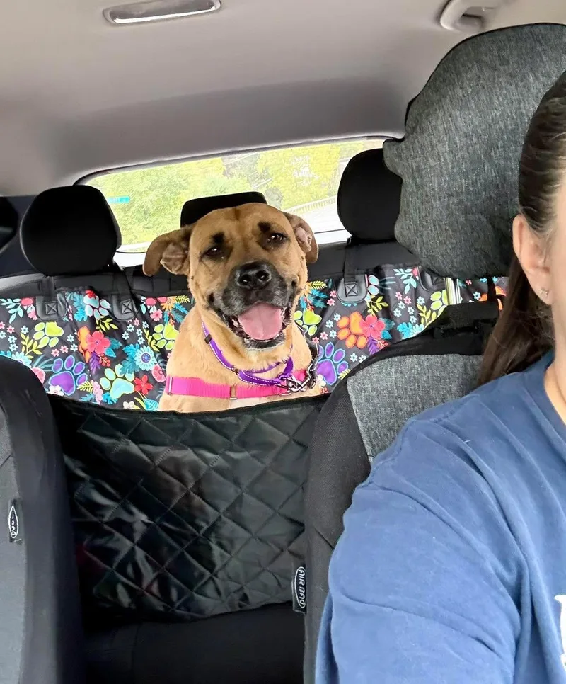 A young medium-sized female Boxer dog named Lacey for adoption in Cohoes, NY