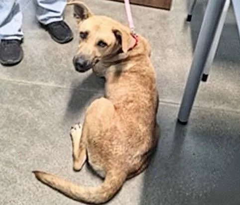 An adult medium-sized female German Shepherd Dog dog named Hazel for adoption in Houston, TX