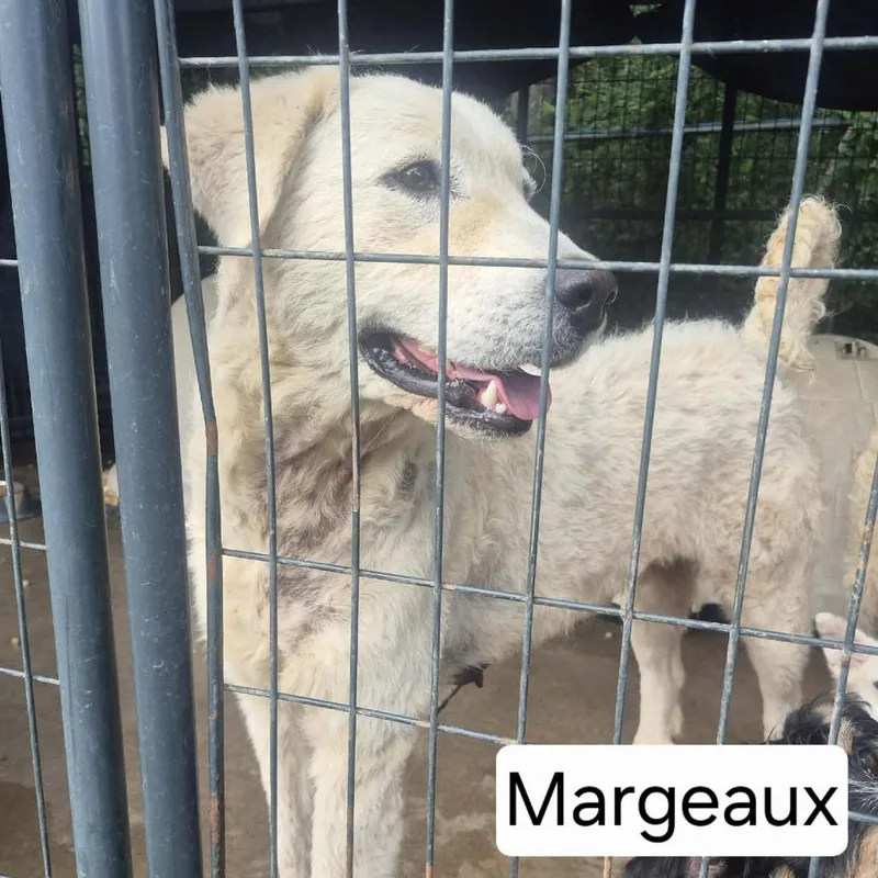 Margeaux