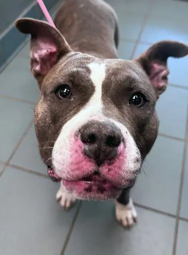 An adult large-sized female Brindle Mixed Breed dog named Pandora for adoption in Nashville, TN