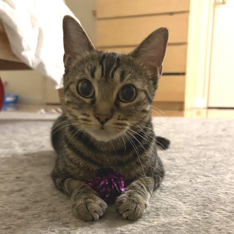 A young medium-sized female Brown / Chocolate Domestic Short Hair cat named June for adoption in Los Angeles, CA