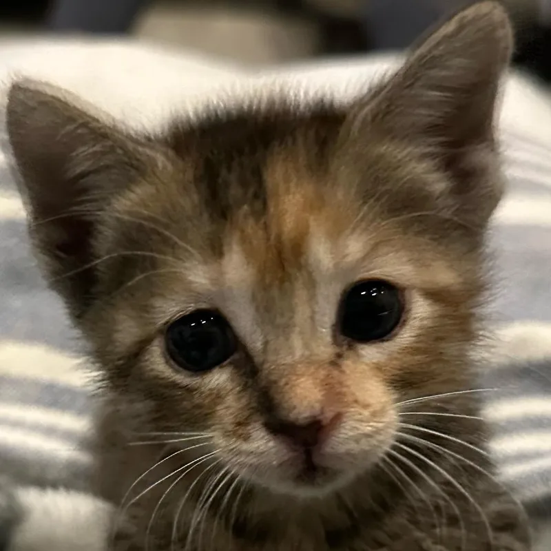 A baby small-sized female Black Domestic Short Hair cat named Betty for adoption in Springtown, TX