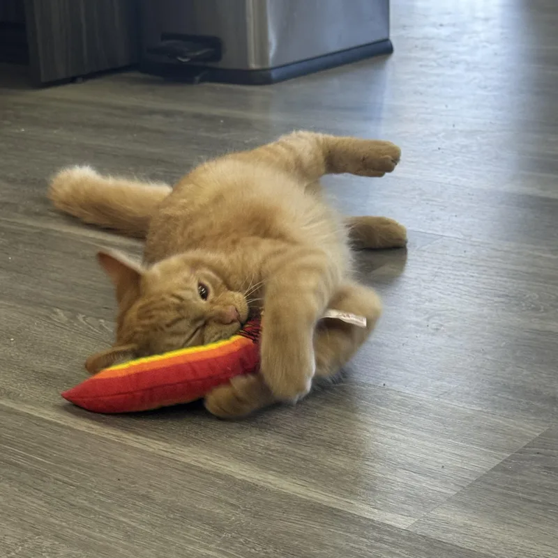 A baby small-sized male Tabby (Orange / Red) Domestic Medium Hair cat named Ike for adoption in Blaine, MN