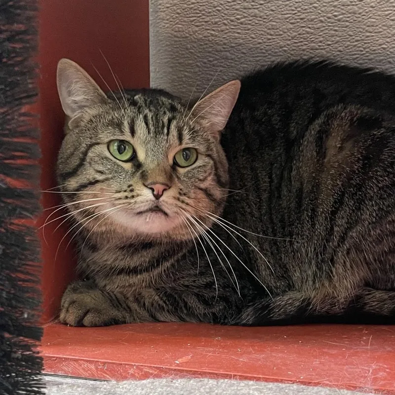 An adult small-sized female Brown / Chocolate Domestic Short Hair cat named Kitkat for adoption in West Des Moines, IA