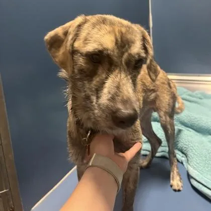 A young medium-sized male Mixed Breed dog named Drake for adoption in Merriam, KS