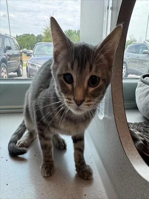 A baby medium-sized male Domestic Short Hair cat named Swish for adoption in Leesburg, VA