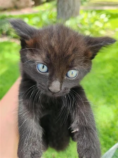 A baby small-sized female Domestic Short Hair cat named Spice for adoption in Houston, TX