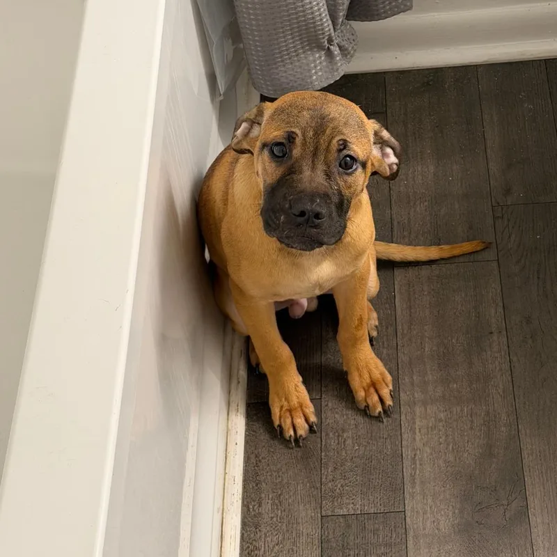 A baby small-sized male Brown / Chocolate Bull Terrier dog named Johnny for adoption in Greensboro, NC