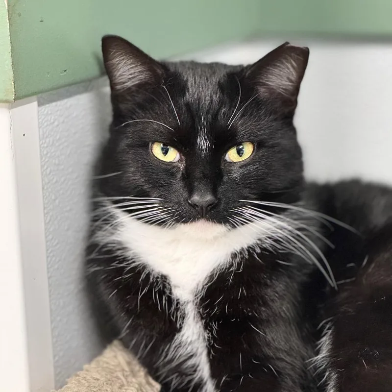 Shane Hollander thumbnail 2