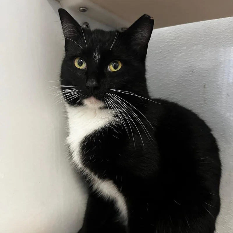 Shane Hollander thumbnail 3