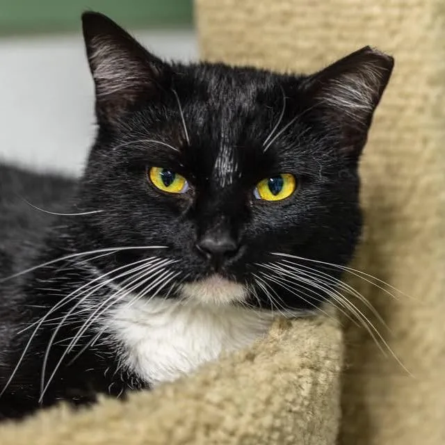 Shane Hollander thumbnail 4