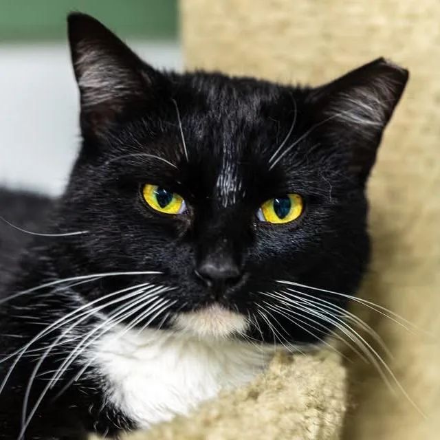 Shane Hollander thumbnail 5