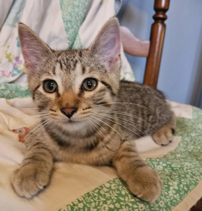 Benji