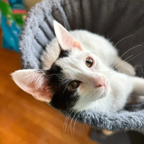 A baby small-sized female Domestic Short Hair cat named Posca for adoption in Gibsonia, PA