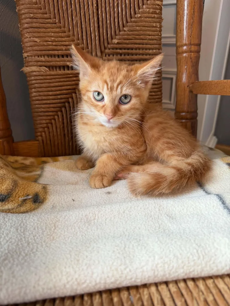A baby medium-sized male Orange / Red Domestic Short Hair cat named Tanner for adoption in Battle Creek, MI