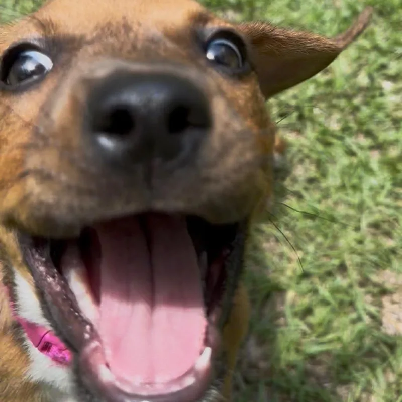 Poppy needs leg surgery thumbnail 3