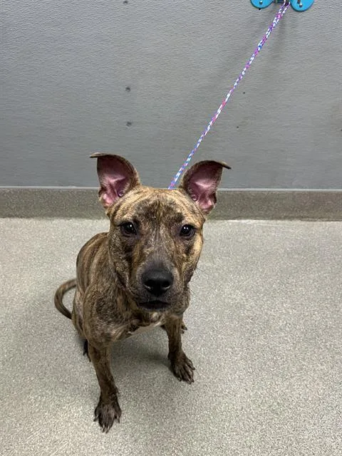 A young medium-sized female Pit Bull Terrier dog named Xena for adoption in Las Vegas, NV