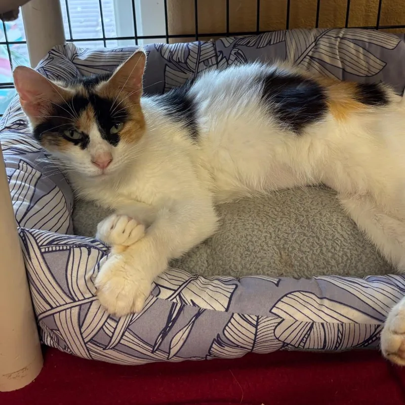 A young small-sized female Calico American Shorthair cat named Pixel for adoption in Fulton, TX