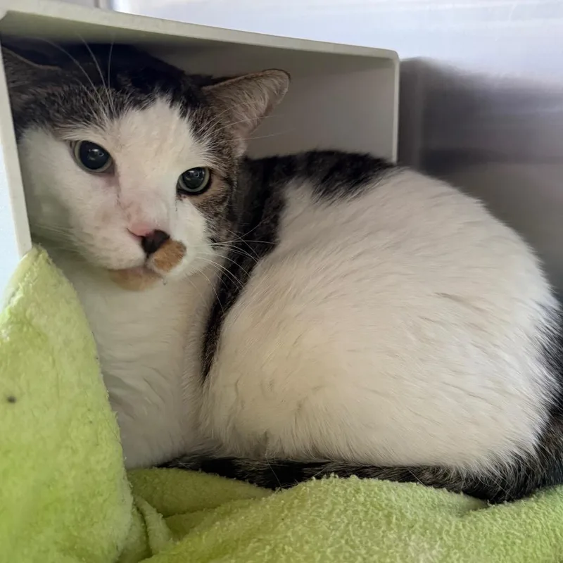 A senior small-sized male Buff / Tan / Fawn Domestic Short Hair cat named Django for adoption in Cedaredge, CO